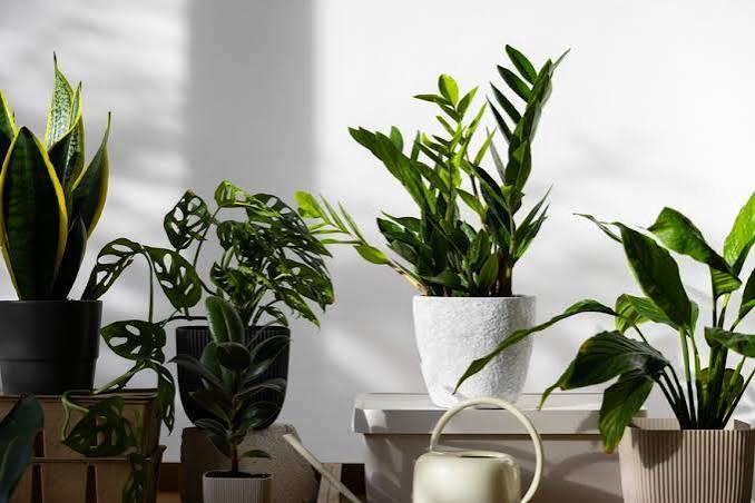 5 Plantas que “Purificam” o Ar — e a Verdade que Poucos Contam Sobre Isso