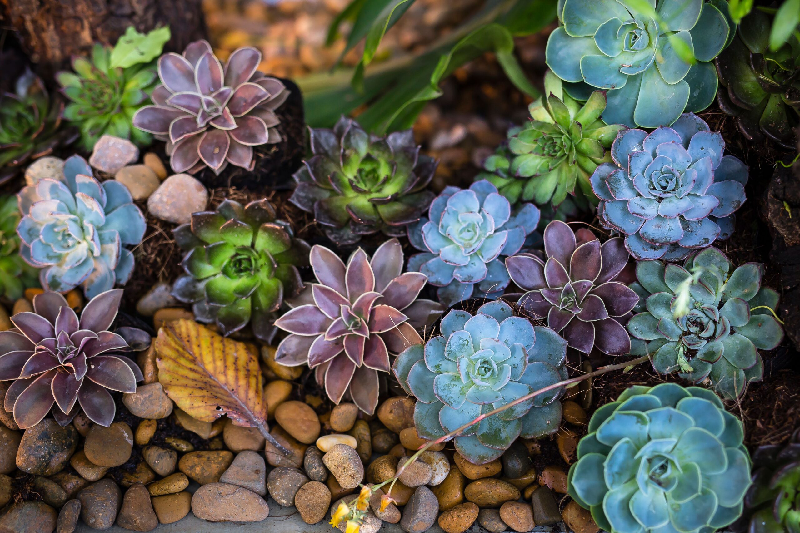 Xeriscaping: o Jardim que Quase Não Precisa de Água Está Dominando 2026