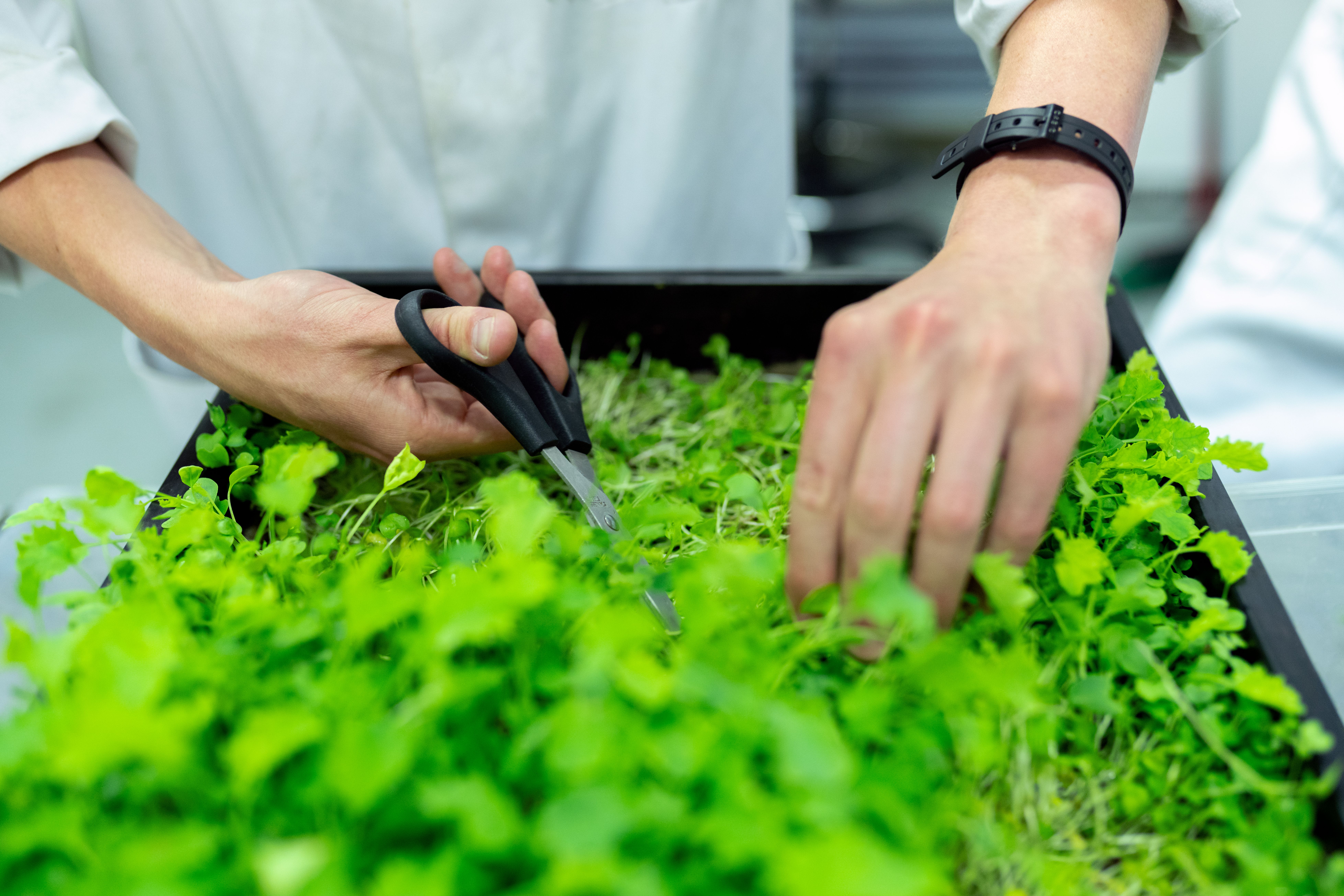 Microverdes: Como Cultivar em Casa e Colher em 10 Dias