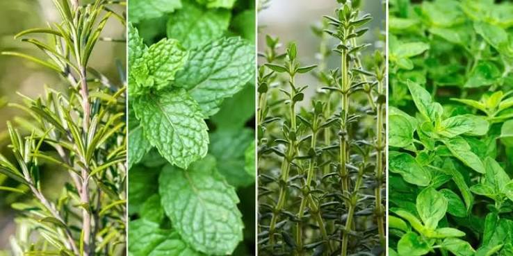 5 Temperos que Rebrotam Infinitamente do Resto que Você Jogaria Fora