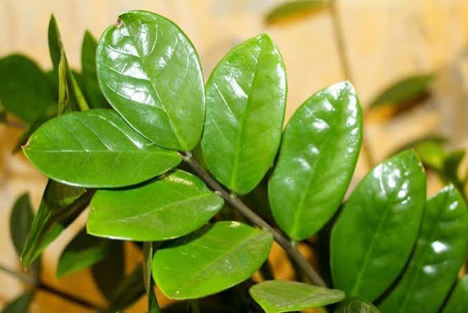 5 Plantas Impossíveis de Matar (Nem Tentando)